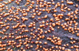 Nectria cinnabarina red sexual & orange-pink  asexual stages on fallen trunk Sherwood Forest NNR Notts 12-9-2015.jpg