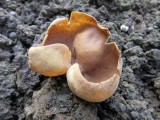 Otidea alutacea 001 in soil with oak Sherwood Forest NNR Notts 2015-9-12 HW.jpg