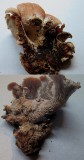 Lentinellus ursinus 1 on rotten log Rufford CP Notts 2015-9-30 HW.jpg