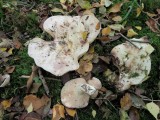 Lactarius controversus with willow Gamston Wood Nottts 2015-10-14.JPG