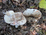 Russula nigricans 001 staining red Gamston Wood NR Notts 2015-10-12.jpg