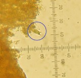 Galerina subclavata 003 2-spored basidium 2015-11-4.jpg