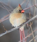 Cardinal rouge (femelle)