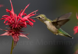 Colibri à gorge rubis