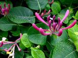 Honeysuckle, soaking up the rain 