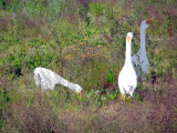 Jills Guard-Geese 