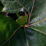 Vine Leaf 