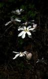 Magnolia Stellata 