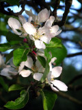 Apple-Blossom White 