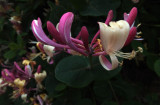 A Honeysuckle Evening 