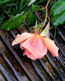 Pink Rose  decked  by the rain 