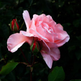 One Pink Rose and  two buds 
