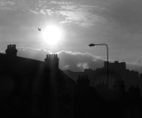 Dover Dawn with seagull