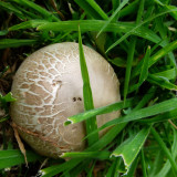 Mushroom baby, hiding in the cut grass