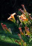 Day Lilies - coming and going