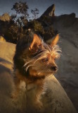 Leo checking the scenery at Corral Canyon