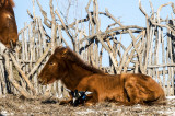 horse-DSC_0565.jpg