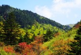 Shennongjia wildflowers, weeds and forest