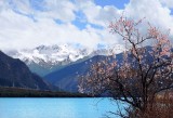 Tibet Linzhi peach blossoms