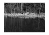 Creek Late Afternoon