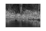 Creek Reflections