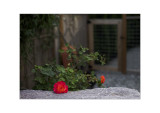 Rose Sonnar f1.5.jpg