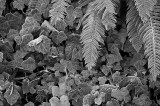 Ferns Froze