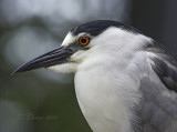 _E8T3548.jpg