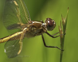 _84A3521.jpg