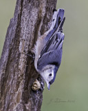 _E8T0816_1.jpg