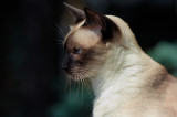 Lucy the Siamese