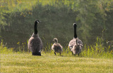 Wildlife