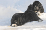 Furry Friends