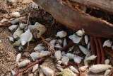 Hermit crabs