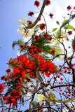 Erythrina_0657