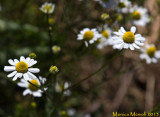 Matricaria Chamomilla
