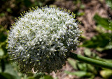 Caparezza albino