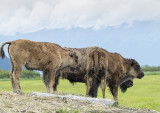 10 Alaska Conservation Centre (4).jpg