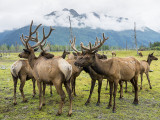 10 Alaska Conservation Centre  (8).jpg