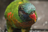 Rainbow Lorikeet 4.jpg