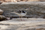 Forest Wagtail - Alice Springs 8474b.jpg
