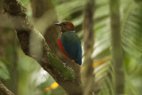 Red-bellied Pitta - Mt Makiling2940.jpg