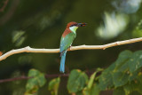 Rufous-crowned Bee-eater - Subic Bay  0004.jpg
