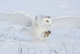 Snowy Owl 0663_1200.jpg