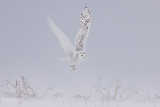 Snowy Owl 1341_1200.jpg
