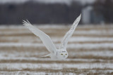 Snowy Owl 9674_1200.jpg