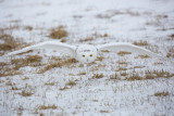 Snowy Owl 9788_1200.jpg
