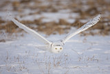 Snowy Owl 9814_1200.jpg