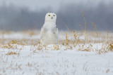 Snowy Owl 9906_1200.jpg