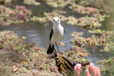 Black-backed Water Tyrant - Costanera Sur_9561.jpg